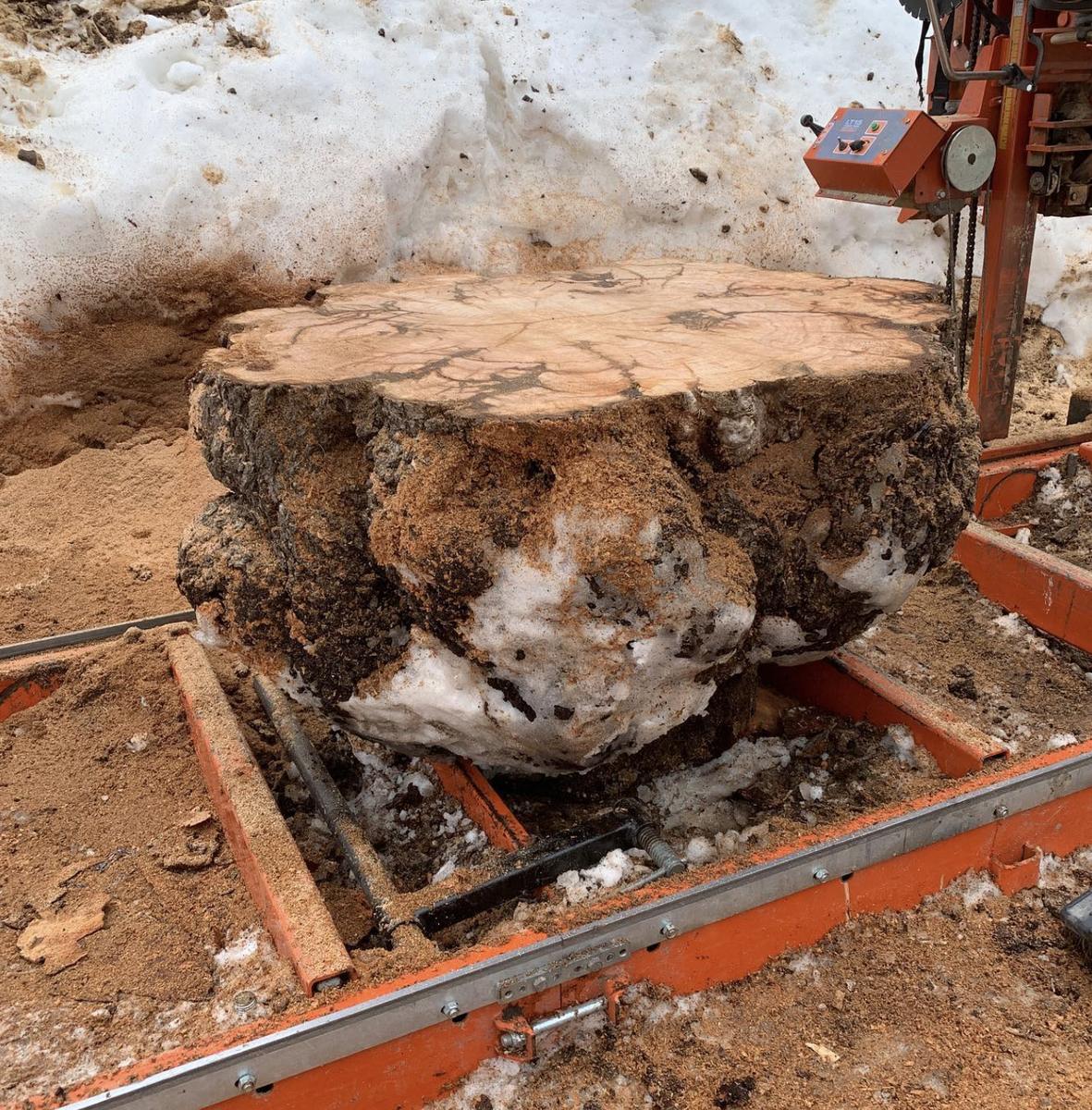 Large burl being cut on a sawmill